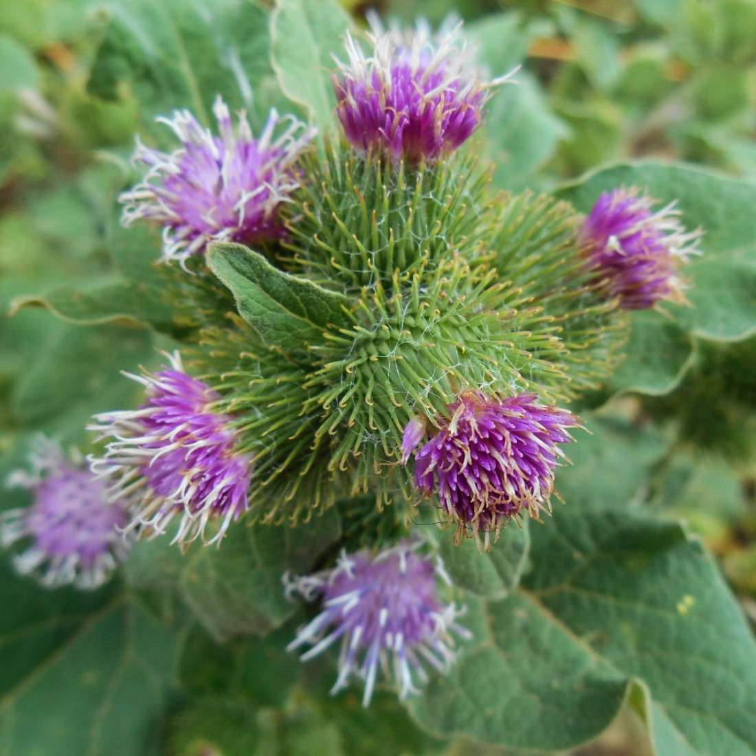 Organic Burdock Root - Arctium lappa L. - 1oz